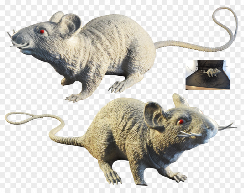 Rat Murids Mouse Common Opossum Rodent PNG