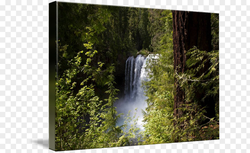 Tree Waterfall Rainforest Nature Reserve Water Resources Biome PNG