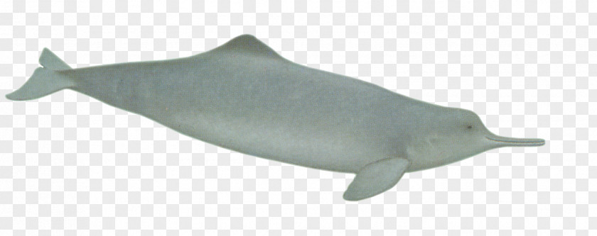 Dolphin Common Bottlenose Porpoise River Spinner Tucuxi PNG