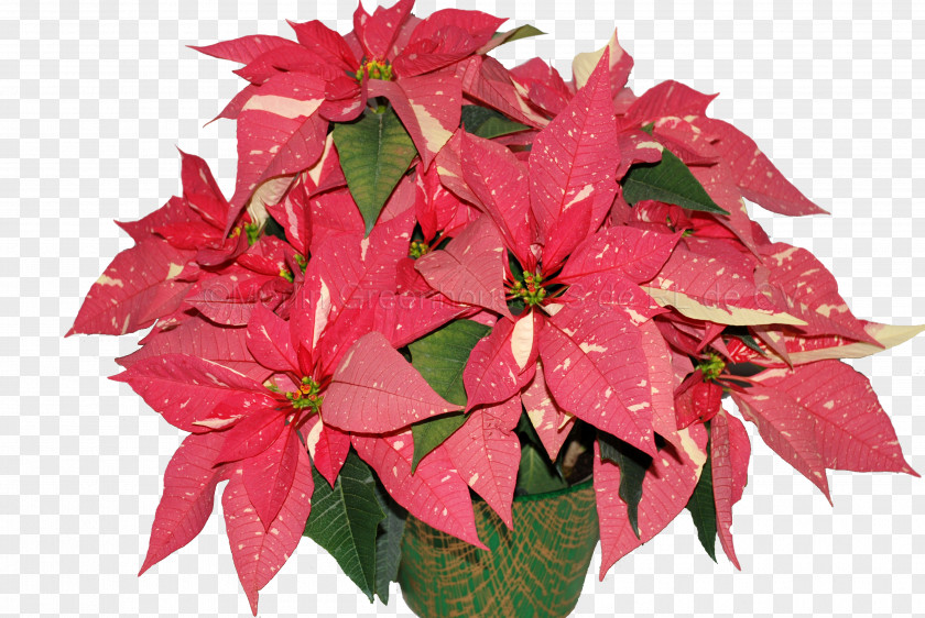 Flower Poinsettia Bract Christmas Eve PNG