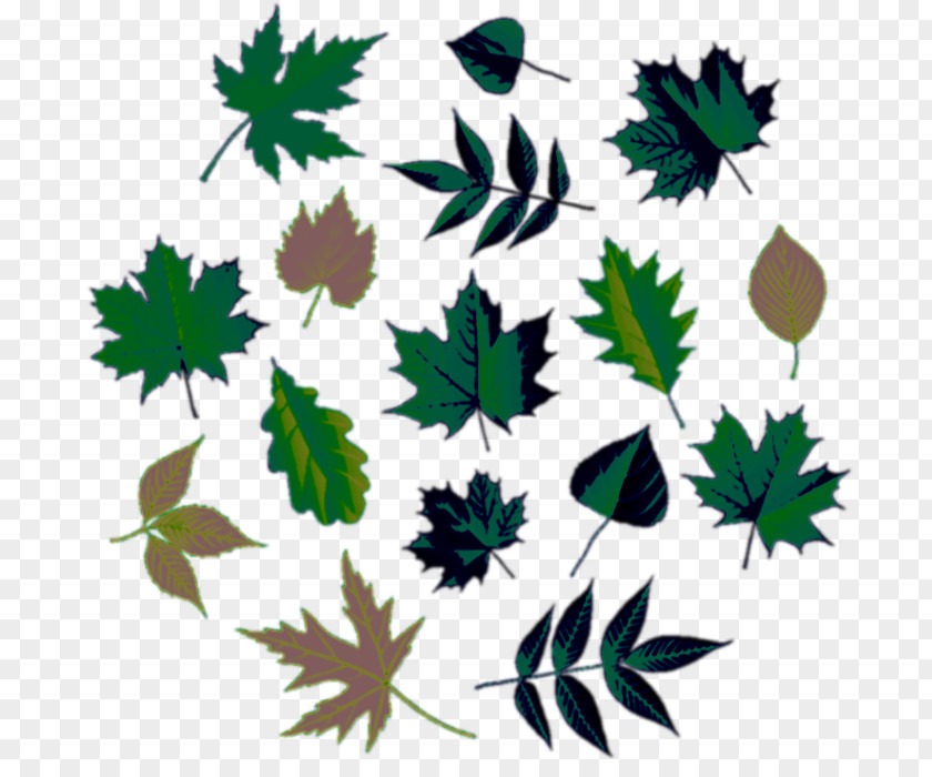 Leaf Maple Tree Euclidean Vector PNG