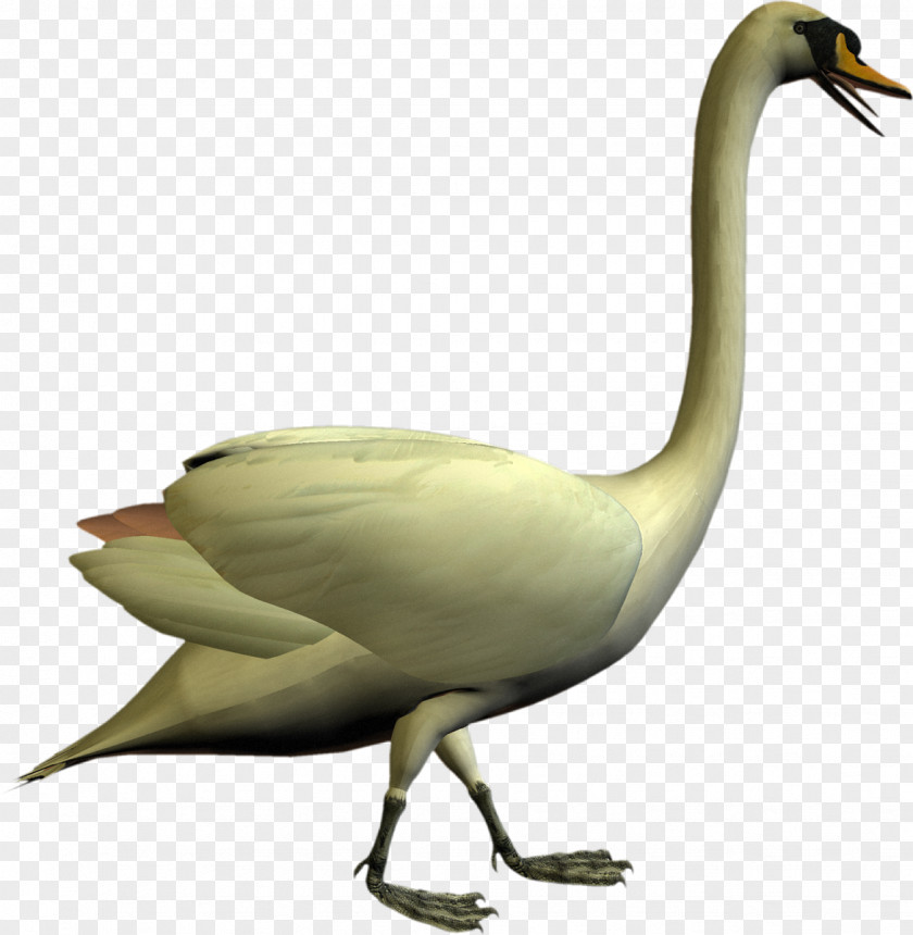 Swan Cygnini Bird Goose Duck Crane PNG
