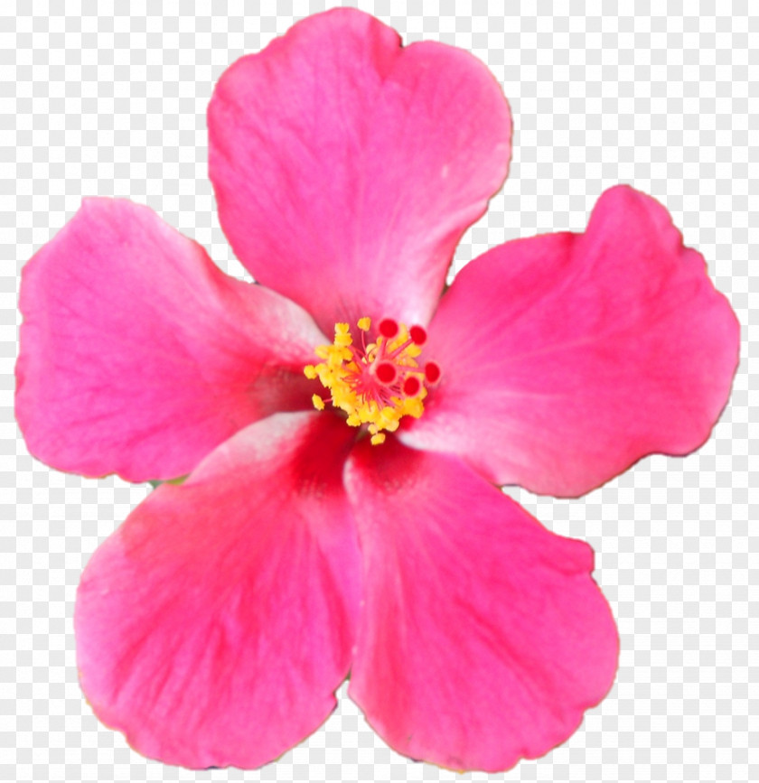 Belur Math Hibiscus Pink M Herbaceous Plant PNG