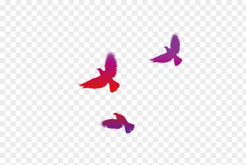 Colored Birds Download Google Images PNG