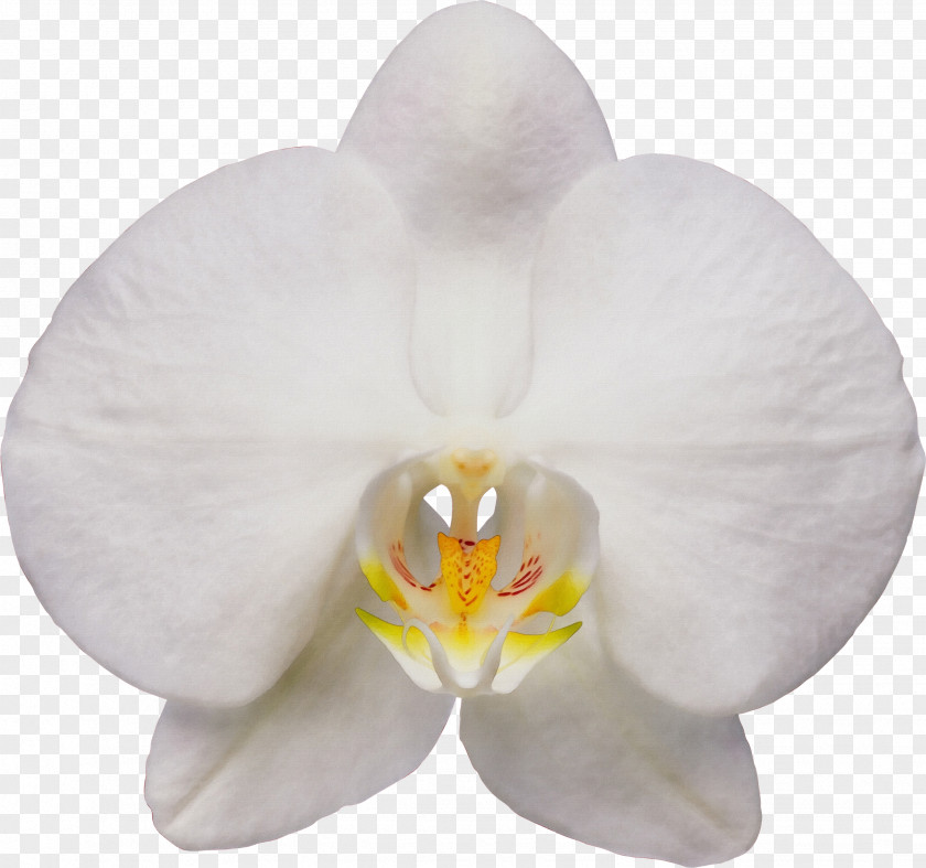 Dendrobium Orchid White Moth Flower Petal Plant PNG