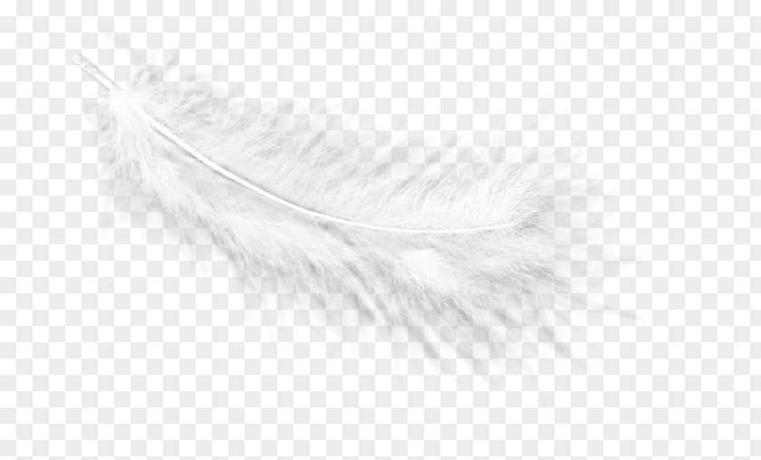 Feather White Eyelash Line PNG