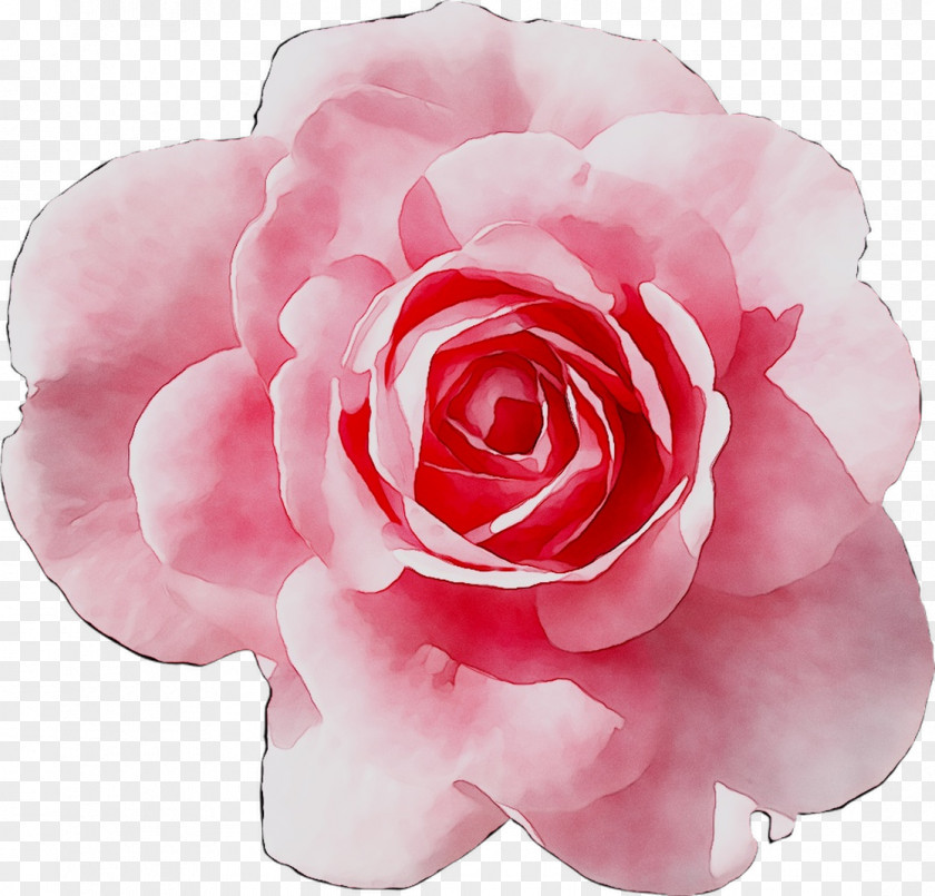 Garden Roses Cabbage Rose Floribunda Japanese Camellia Brunch PNG