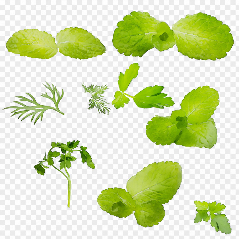 Leaf Greens Herbalism Plant Stem PNG