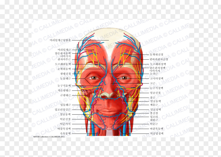 Nerves Head And Neck Anatomy Blood Vessel Nerve Human Body PNG