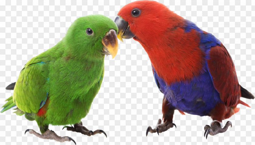 Parrot Eclectus Bird Budgerigar Cockatiel Cockatoo PNG