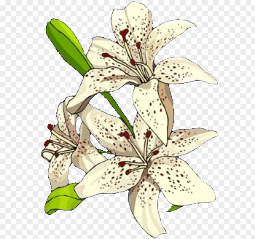 Pw Floral Design Plant Stem Lily M PNG