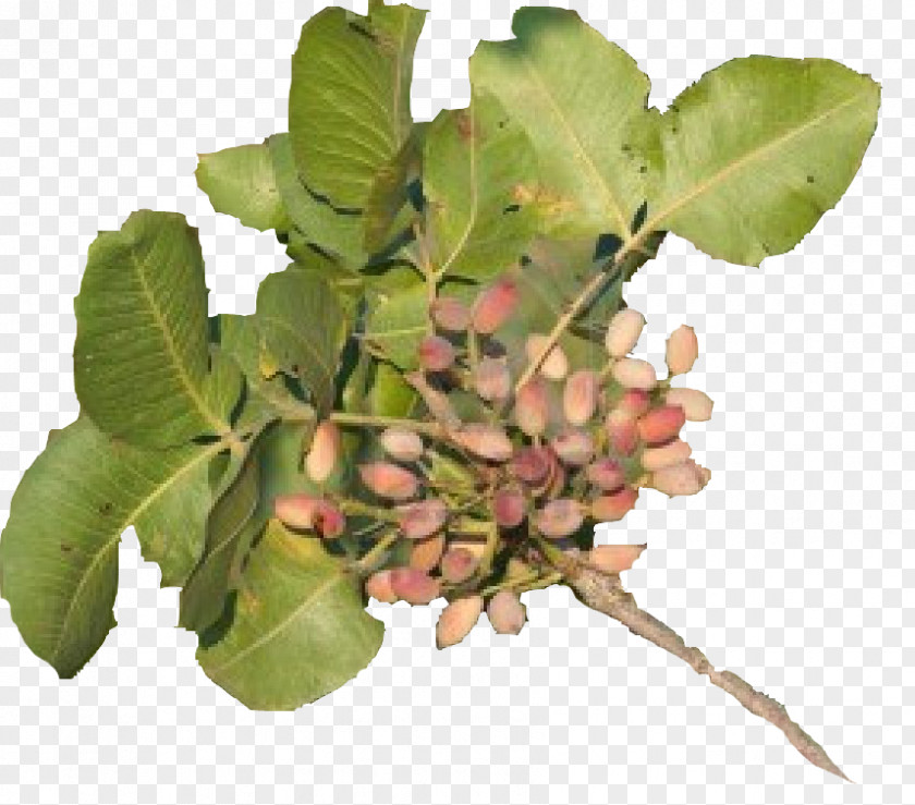 Tree Fruit PNG