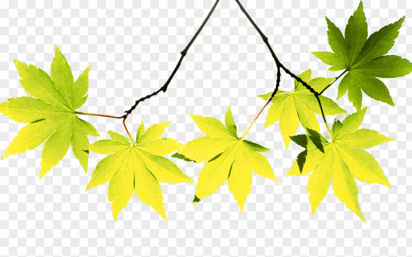 Autumn Maple Leaves Leaf PNG