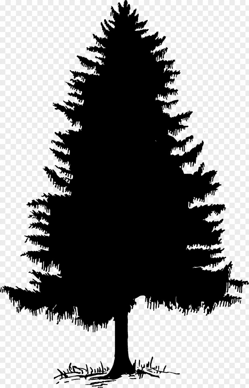 Christmas Decoration Cypress Family Black And White PNG