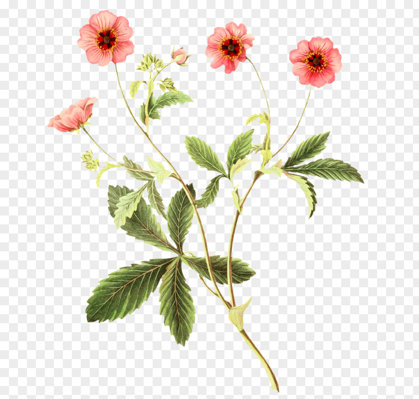 Flower Botanical Illustration Botany PNG