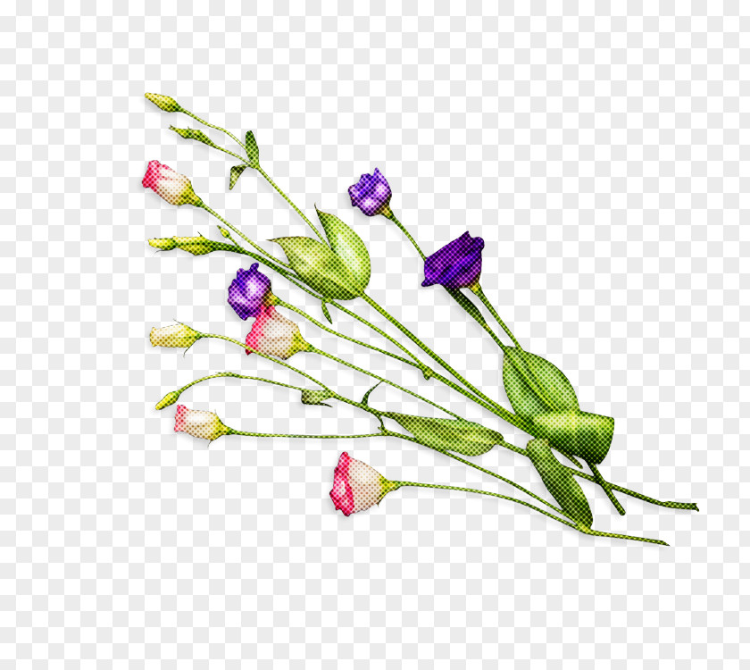 Flower Plant Cut Flowers Pedicel Stem PNG