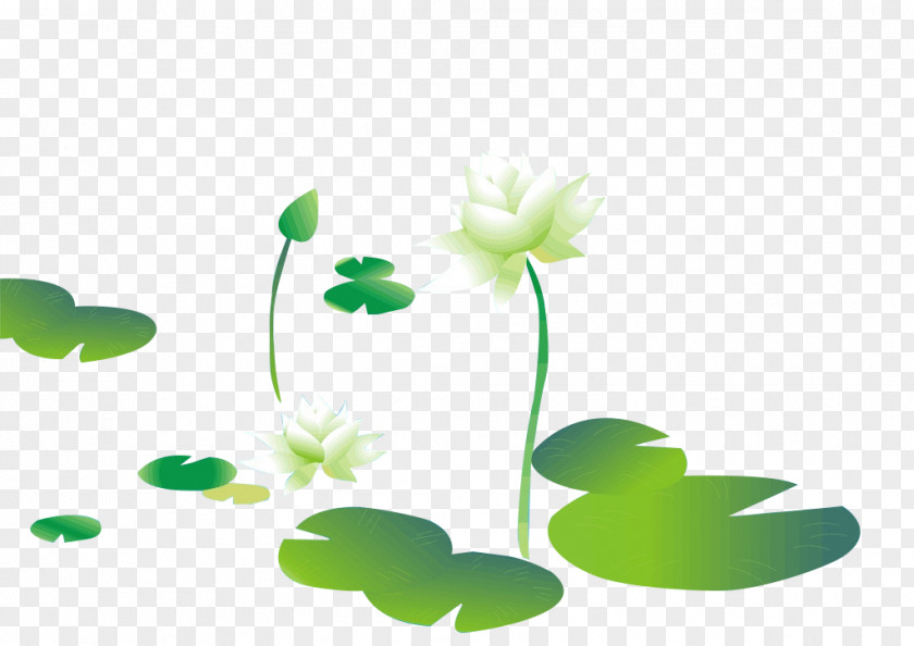 Lotus Vector Leaf Nelumbo Nucifera Clip Art PNG