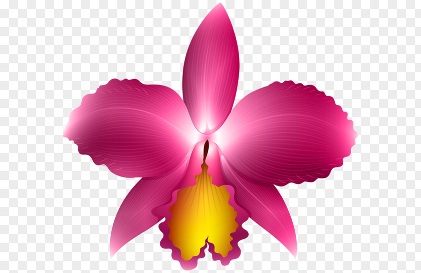 Orchids Cattleya Clip Art PNG