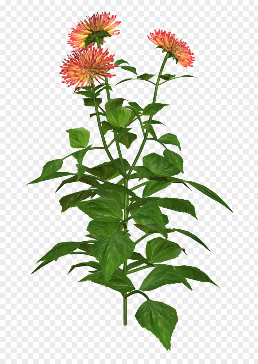 Dahlia Plant Clip Art PNG
