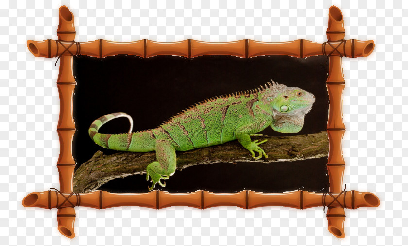 Ping Pong Common Iguanas House Chameleons Bungalow Apartments PNG