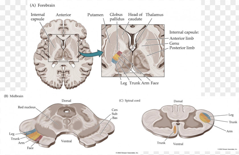 Primary Motor Cortex Brain Animal Pattern PNG