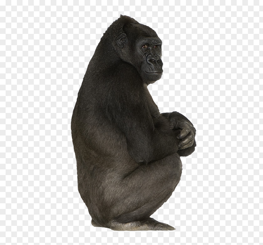 Black Gorilla Western Common Chimpanzee Primate Mammal Animal PNG