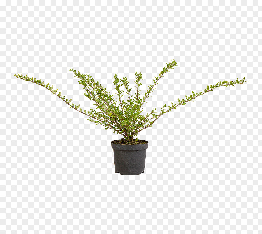 Pilea Vascular Plant Puzzlegrass Fern Flowerpot PNG