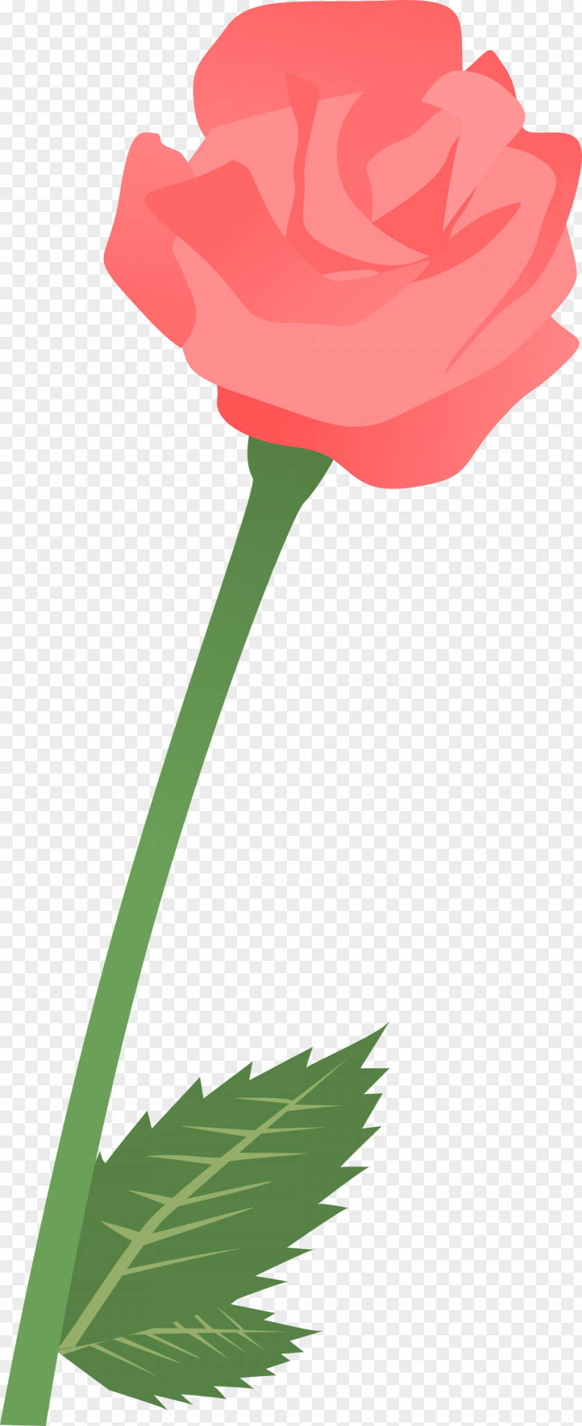 Tulip Garden Roses Clip Art Carnation Petal PNG