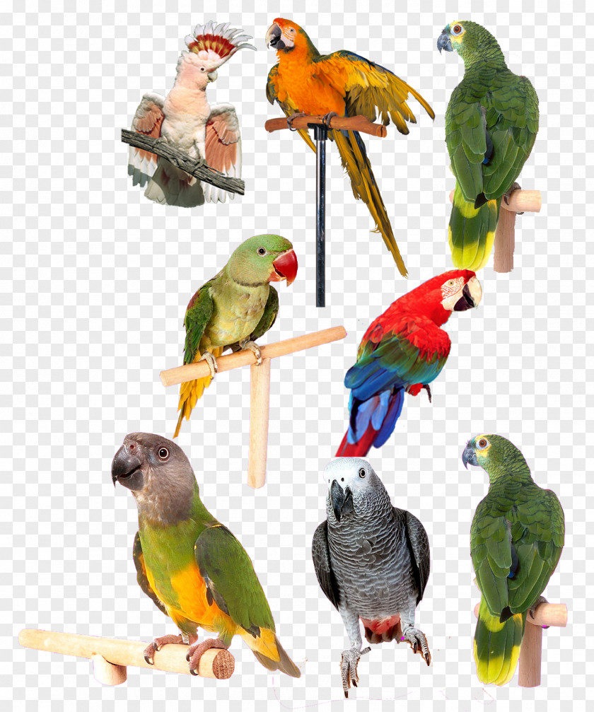 A Variety Of Parrot Collection Lovebird Computer File PNG