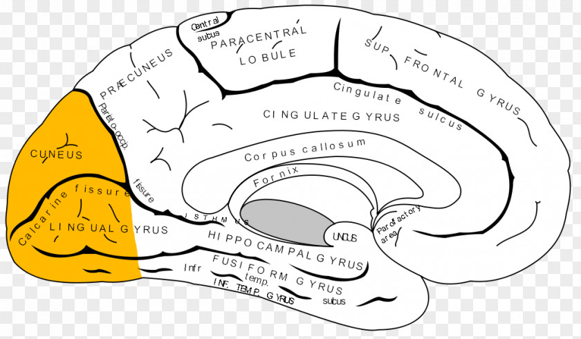 Tongue Tip Anterior Cingulate Cortex Cerebral Prefrontal Brain PNG