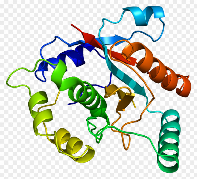 UCHL3 Ubiquitin Carboxy-terminal Hydrolase L1 Deubiquitinating Enzyme Gene PNG