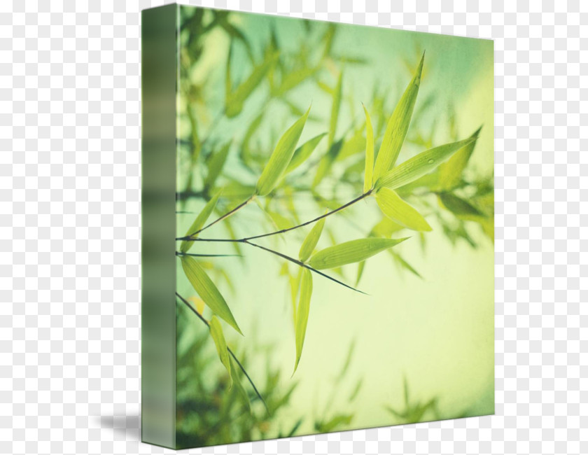 Bamboo Kind Canvas Print Watercolor Painting Art PNG