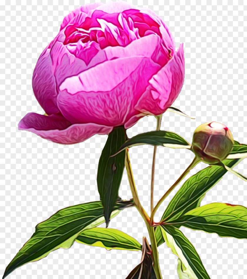 Chinese Peony Flower Flowering Plant Pink Petal PNG