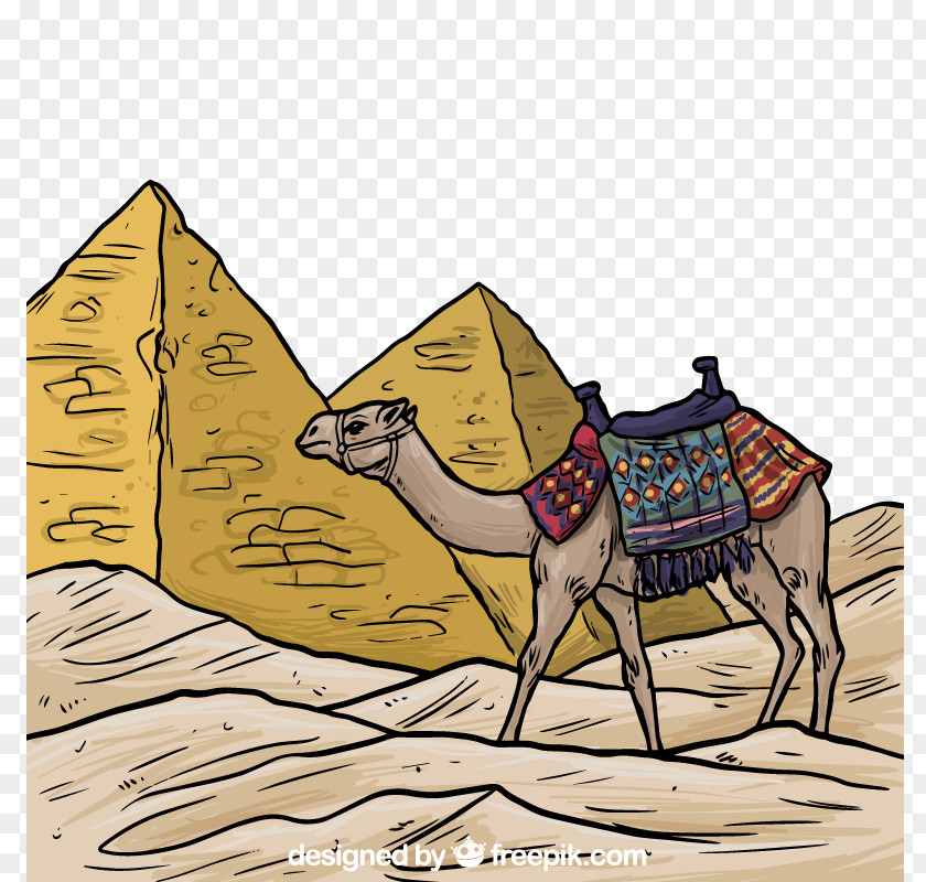 Egyptian Pyramids And Camel Colored Vector Material Bactrian Ancient Egypt Illustration PNG