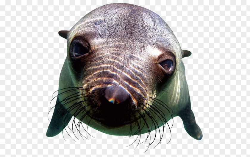 Nature Sea Animals Seal California Lion Pinniped Offshore Adventures Animal PNG