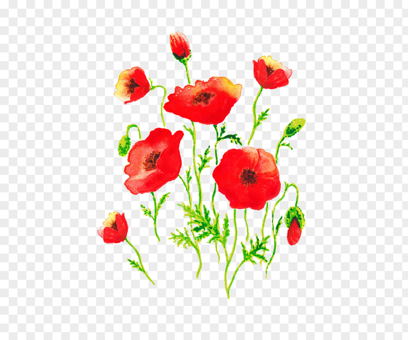 Poppy Common Flower Painting PNG