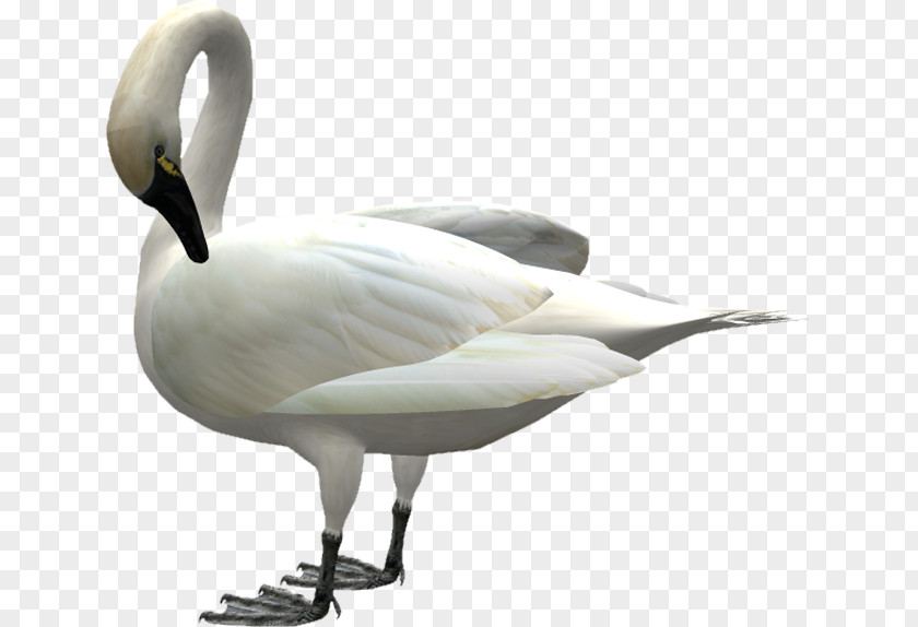 Duck Mute Swan Goose Cisne PNG