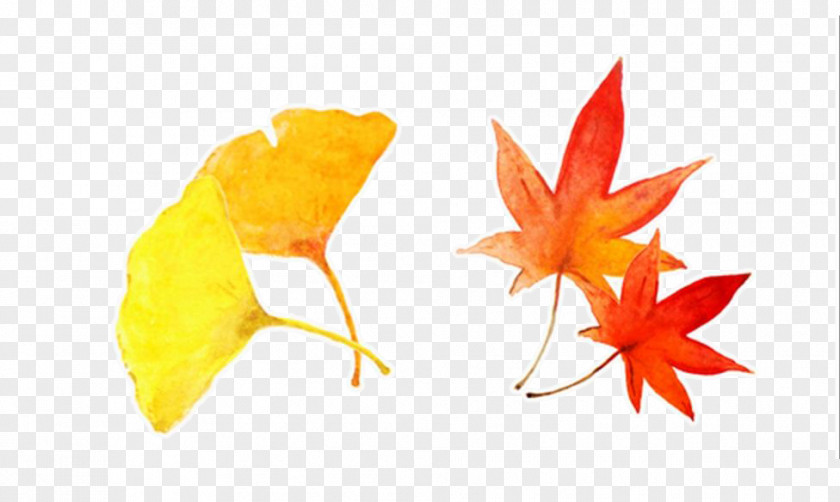 Hand-painted Autumn Leaves Ginkgo Biloba Maple Leaf Yellow PNG