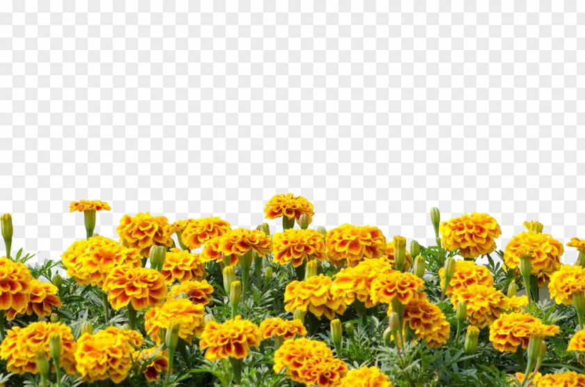 Marigold Flower Mexican Calendula Arvensis Royalty-free Photography PNG