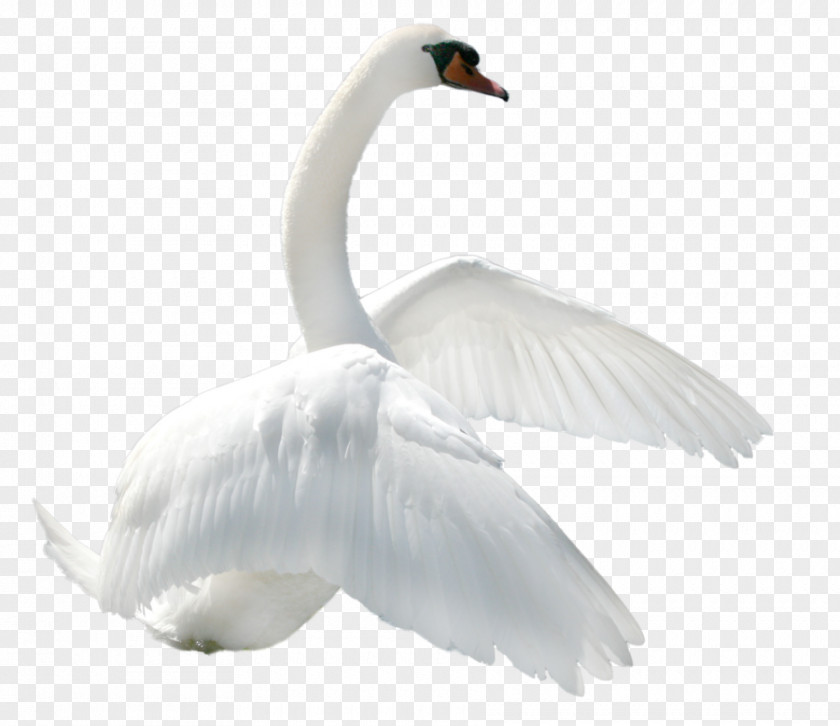 Swan Image Clip Art PNG