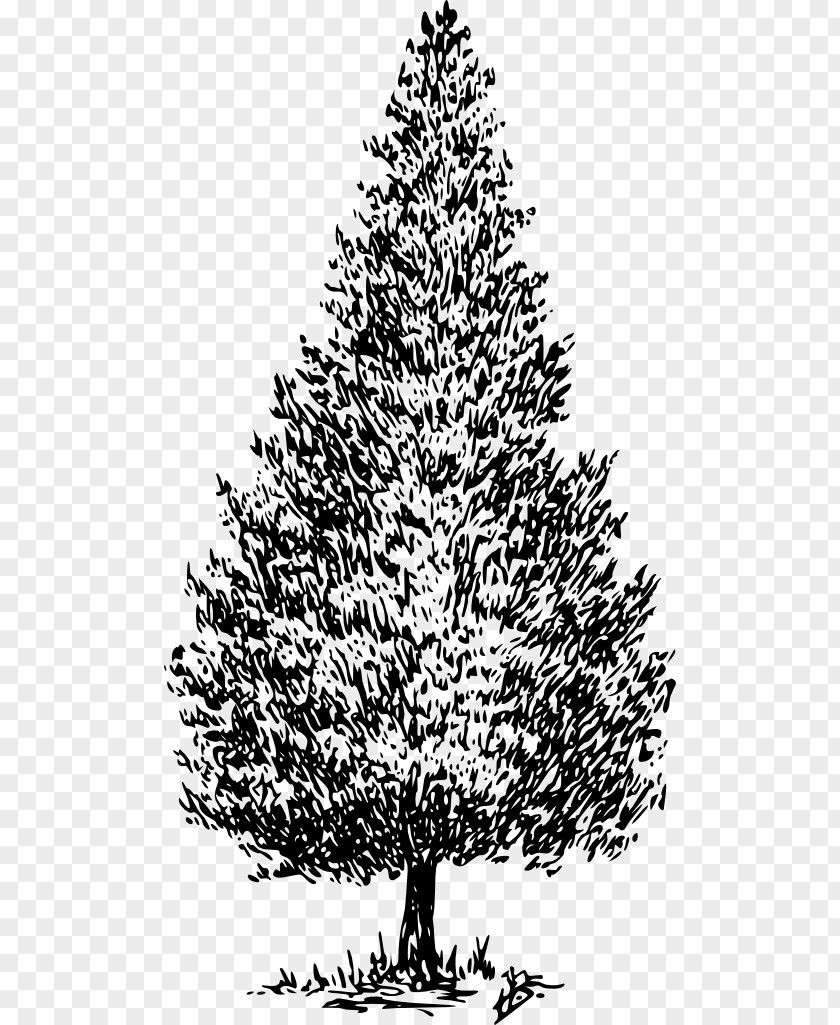 Tree Cedrus Libani Pine Fir Cedar Wood PNG