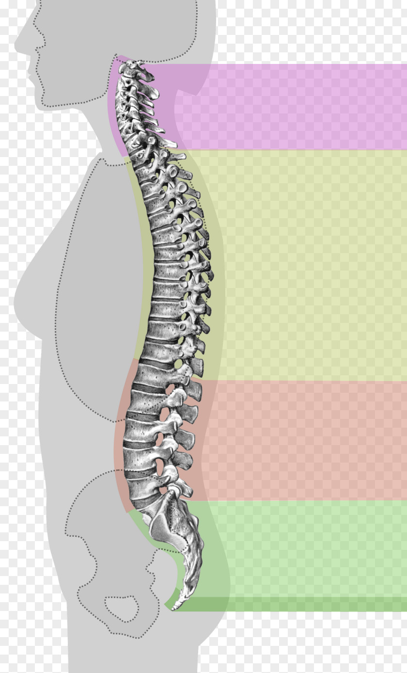 Vertebral Column Spinal Stenosis Neutral Spine Back Pain PNG