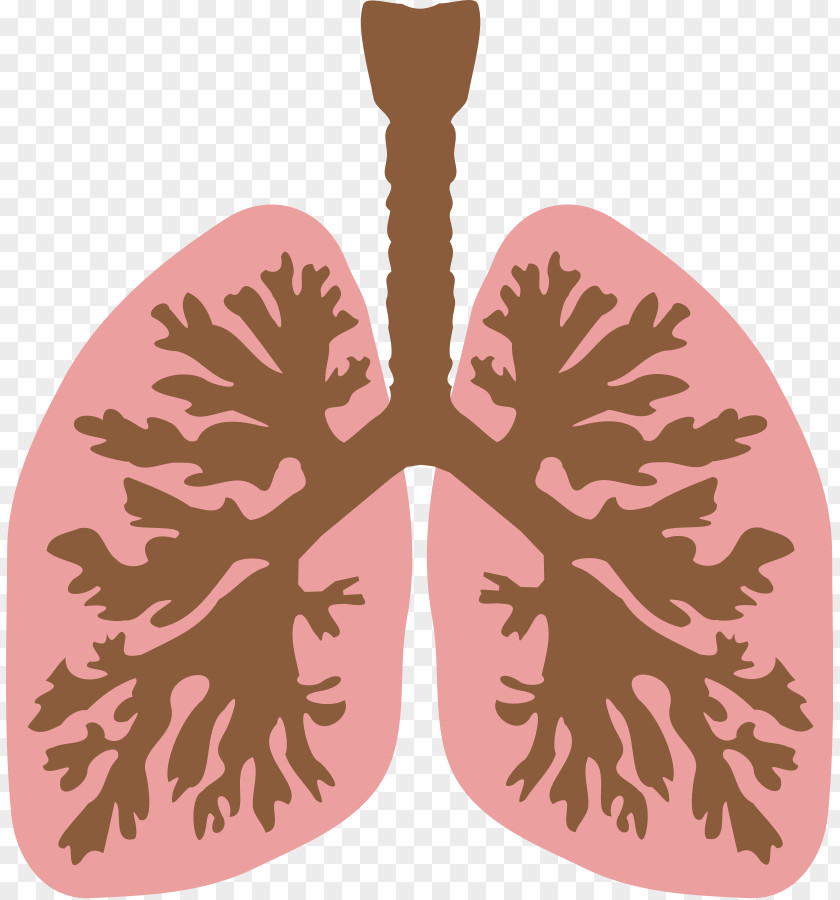 Wheeze Cliparts Lung Bronchus Human Body Clip Art PNG
