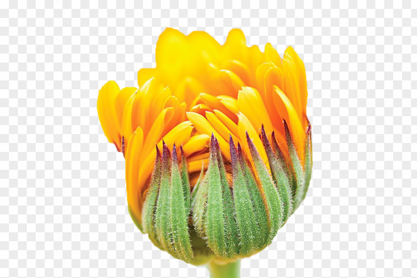 Yellow Chrysanthemum Buds Schwxe4bisch Gmxfcnd Calendula Officinalis Weleda Flower Medicinal Plants PNG