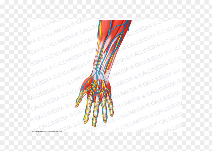 Arm Forearm Human Anatomy Nerve PNG