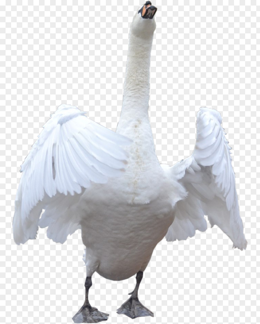 Goose Domestic Cygnini PNG