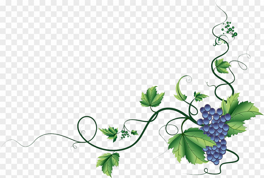 Ivy Family Floral Design Flower Background PNG
