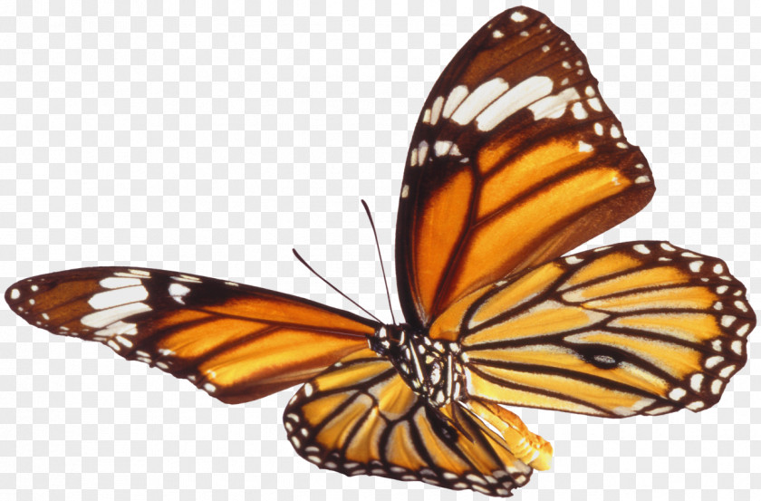 Large Butterfly Picture Clipart Clip Art PNG