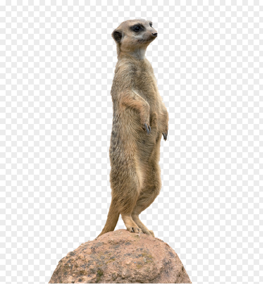 Meerkat Animal Mongoose Clip Art PNG
