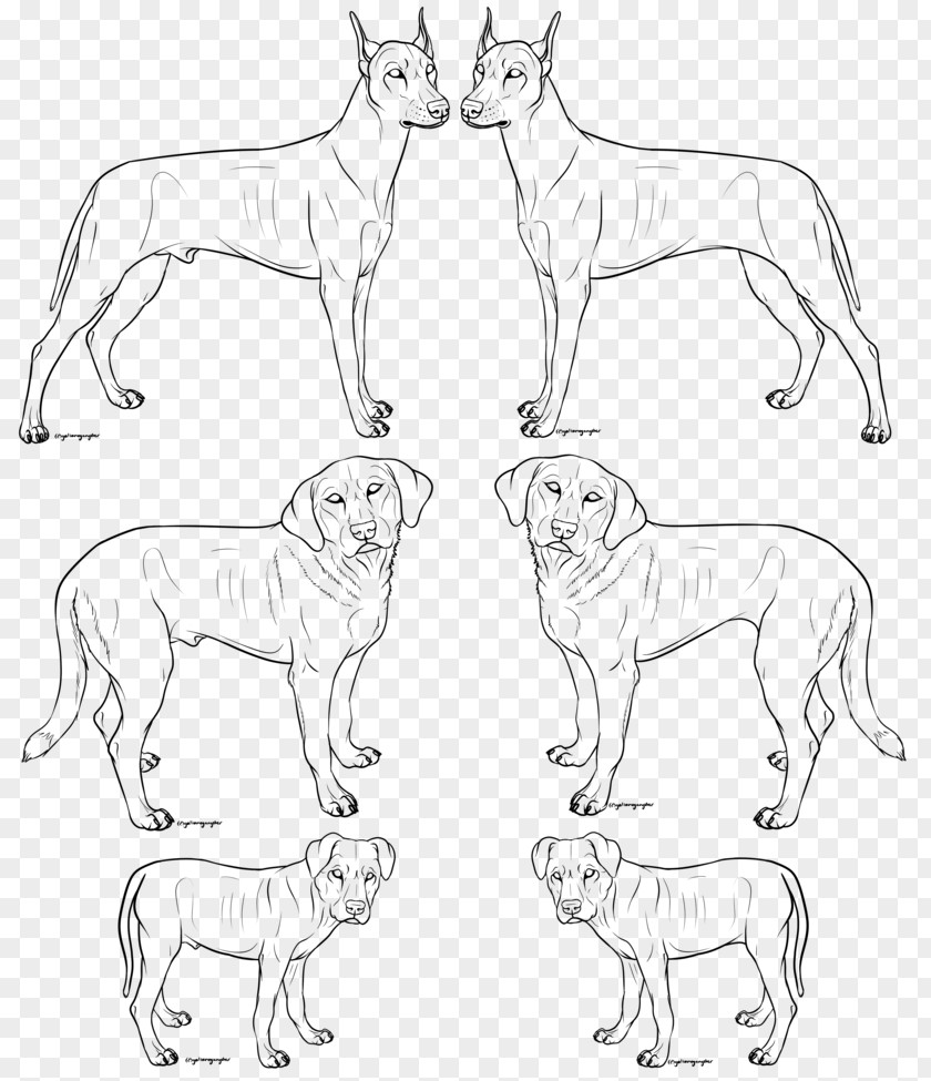 Painting Dog Breed Art Dobermann Sketch PNG